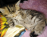 Кошки в Иркутске: Отдам котят в добрые руки. Родились 12 октября. Остались девочки. К лотку приучены. Возможна доставка. Девочка, Бесплатно - фото 3