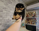 Собаки в Москве: Мини девочка померанского шпица РКФ Девочка, Бесплатно - фото 1