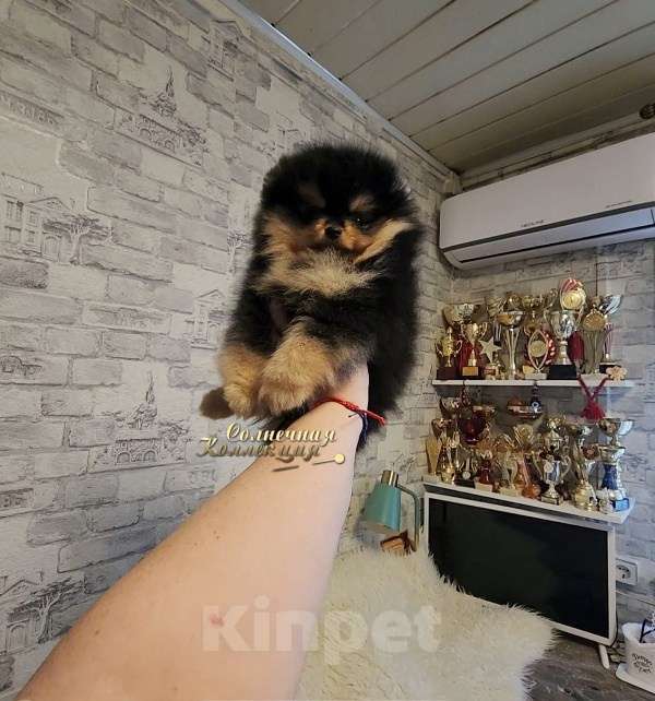 Собаки в Москве: Мини девочка померанского шпица РКФ Девочка, Бесплатно - фото 1