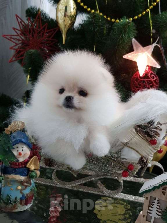 Собаки в Перми: Померанский шпиц Мальчик, 50 000 руб. - фото 3