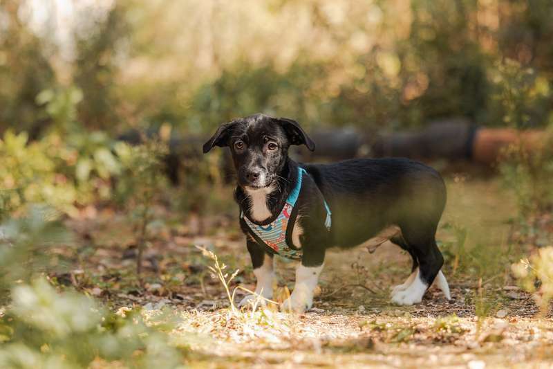 Собаки в Москве: Щенки от маленькой собаки в добрые руки Мальчик, Бесплатно - фото 10