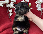 Собаки в Москве: Чёрный йорк мальчик стандарт без перецвета Мальчик, 50 000 руб. - фото 7