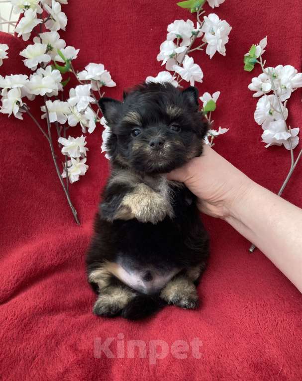 Собаки в Москве: Чёрный йорк мальчик стандарт без перецвета Мальчик, 50 000 руб. - фото 7
