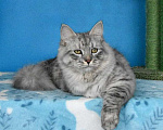 Кошки в Москве: Серебристый котик Мальчик, Бесплатно - фото 1
