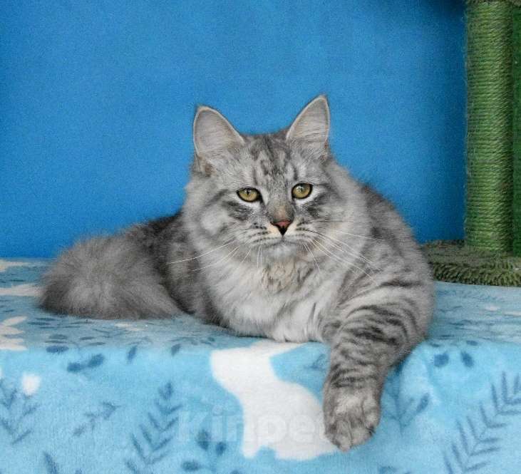 Кошки в Москве: Серебристый котик Мальчик, Бесплатно - фото 1