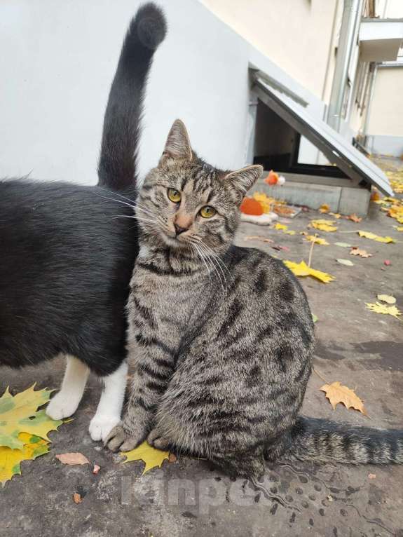 Кошки в Москве: Я самый грустный котик на свете Мальчик, Бесплатно - фото 3