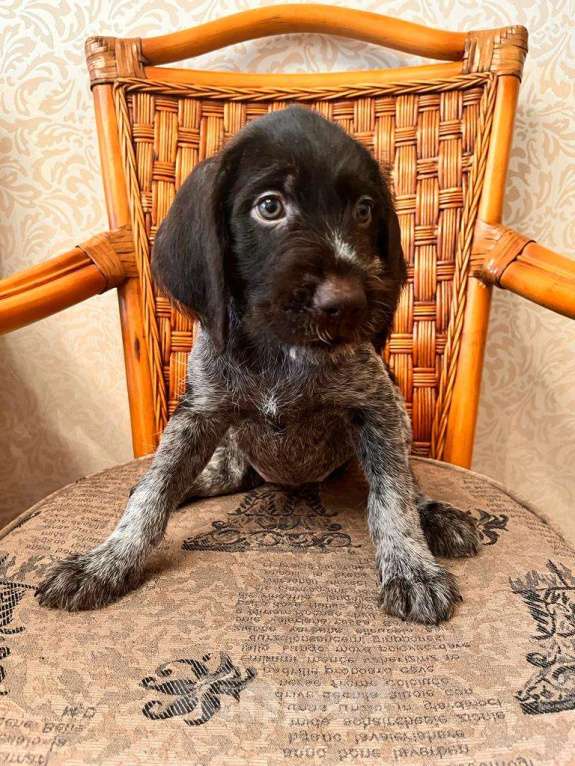 Собаки в Владивостоке: Продаются щенки немецкой жёстко-шёрстной континентальной легавой породы дратхаар Девочка, 35 000 руб. - фото 5