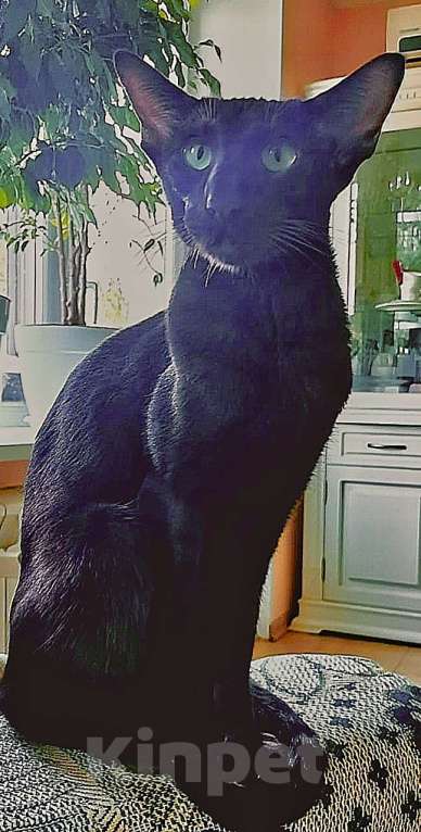 Кошки в Москве: Ориентальные котята Мальчик, 40 000 руб. - фото 9