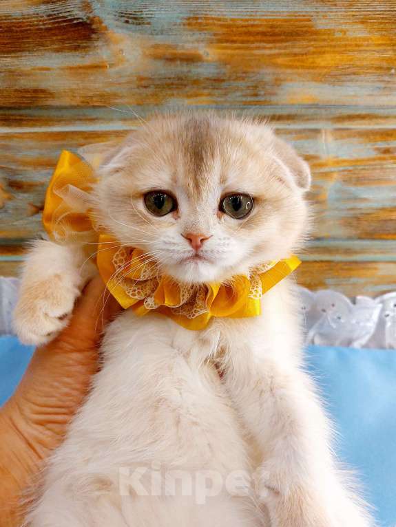 Кошки в Санкт-Петербурге: Шотландская шиншилла фолд девочка  Девочка, 50 000 руб. - фото 5