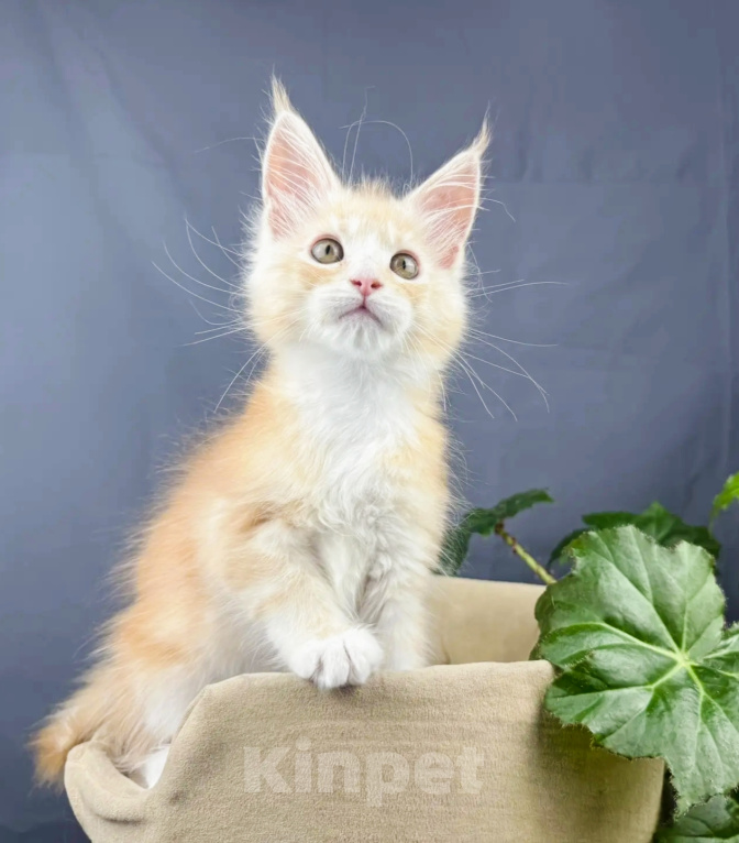 Кошки в Липецке: Котята мейн-кун Разнополые, Бесплатно - фото 9