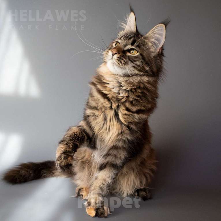 Кошки в других городах Воронежской области: Helavis Dark Flame Девочка, Бесплатно - фото 4