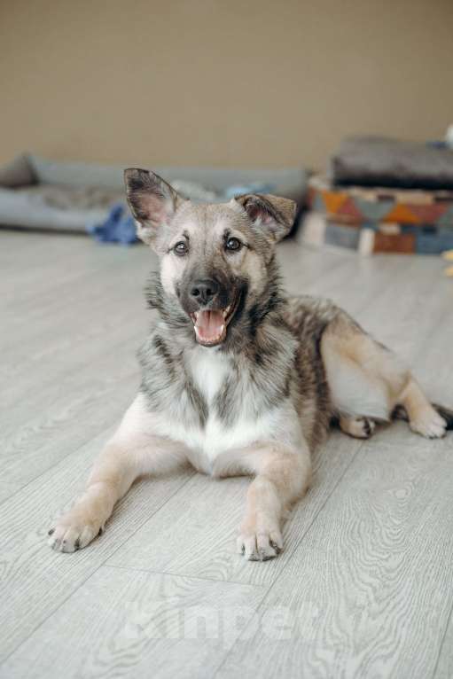 Собаки в Москве: Щенок бесплатно в Москве Девочка, Бесплатно - фото 7