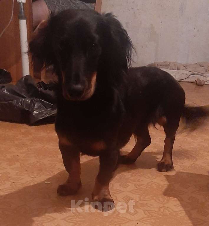 Собаки в Тольятти: Ищем заботливую семью Мальчик, 1 руб. - фото 3