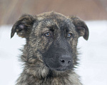 Собаки в Москве: Славный щенок Корица ждет свою семью в приюте  Девочка, Бесплатно - фото 2