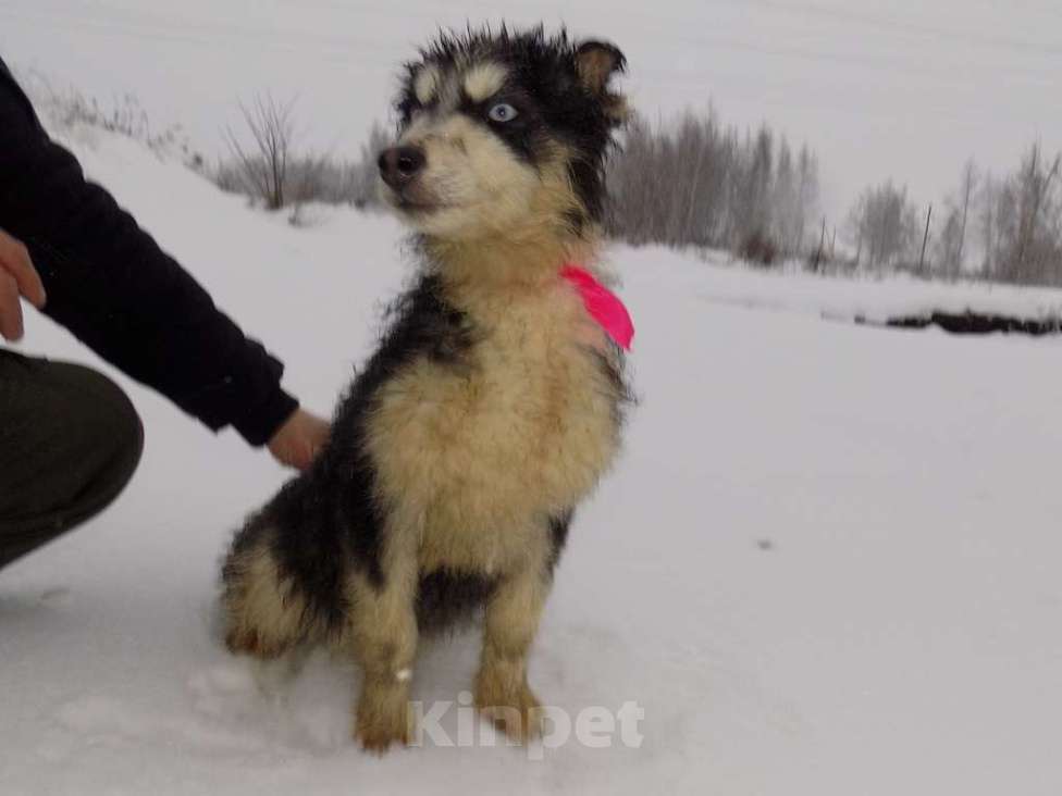 Собаки в Москве: Щенки хаски, мальчик и девочка mix Мальчик, 15 000 руб. - фото 5