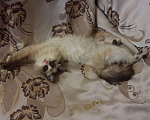 Кошки в Кяхте: ЭММА, 810 руб. - фото 3