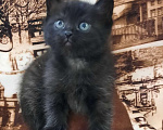 Кошки в Гатчине: Котята девочки темненькие метисы. Девочка, Бесплатно - фото 3