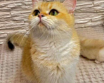 Кошки в Санкт-Петербурге: Британские (шиншилла) котята с родословной, 15 000 руб. - фото 5