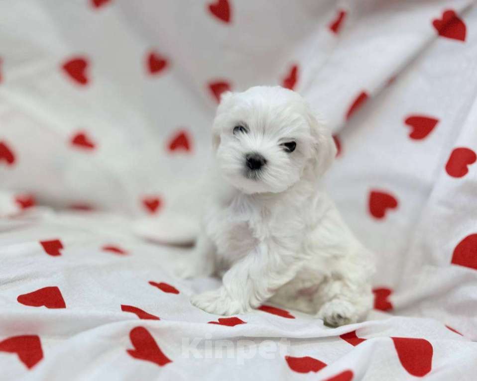 Собаки в Санкт-Петербурге: Мальтезики Мальчик, Бесплатно - фото 2