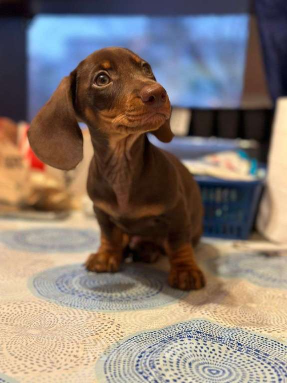 Собаки в Москве: Мальчик РКФ Мальчик, 40 000 руб. - фото 3