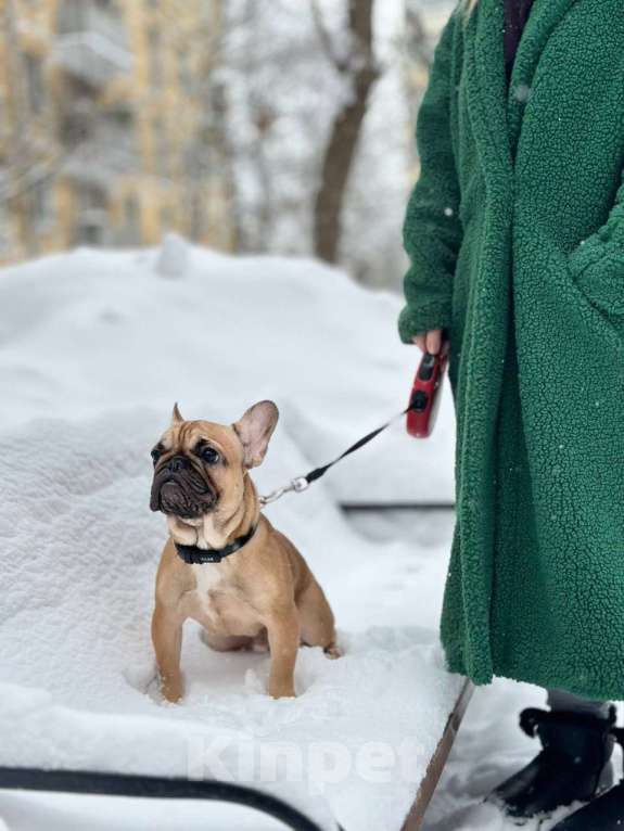 Собаки в Москве: Палевый мальчик Мальчик, 50 000 руб. - фото 8