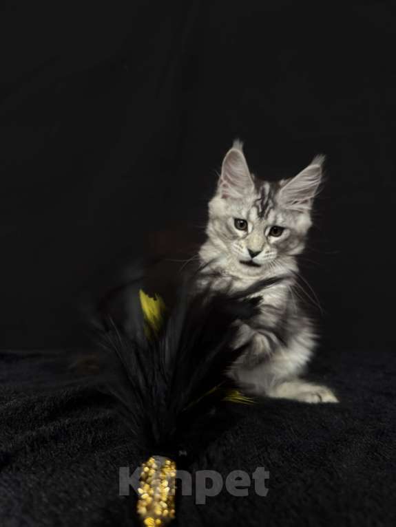 Кошки в Москве: Мейн-кун котенок Девочка, 60 000 руб. - фото 1