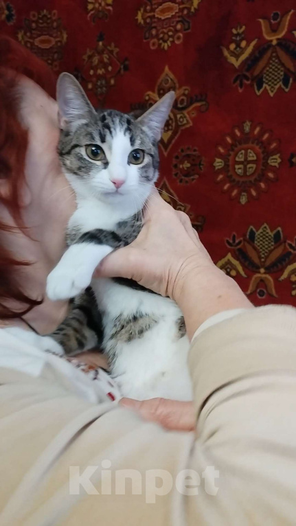 Кошки в Санкт-Петербурге: Очаровательная Нателла ждет родителей Девочка, Бесплатно - фото 1