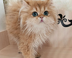 Кошки в Санкт-Петербурге: Золотой британец Мальчик, 20 000 руб. - фото 1