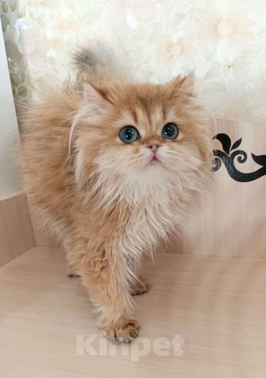 Кошки в Санкт-Петербурге: Золотой британец Мальчик, 20 000 руб. - фото 1