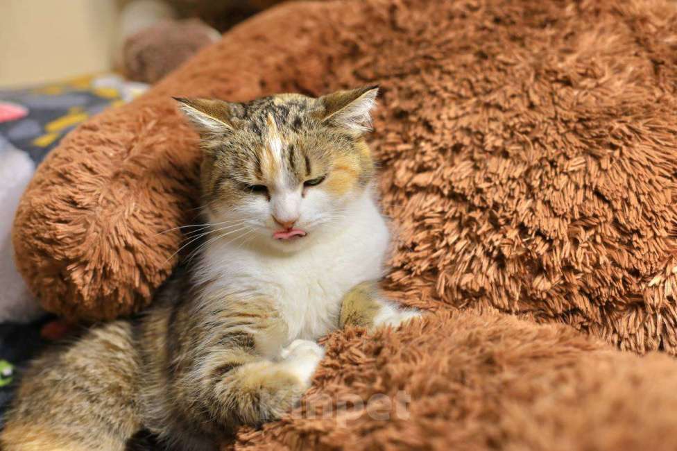 Кошки в Москве: Ласковая кошечка Мася Девочка, Бесплатно - фото 3