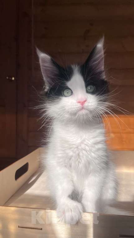 Кошки в Ярославле: Мальчик ранее бронирование Мальчик, Бесплатно - фото 2