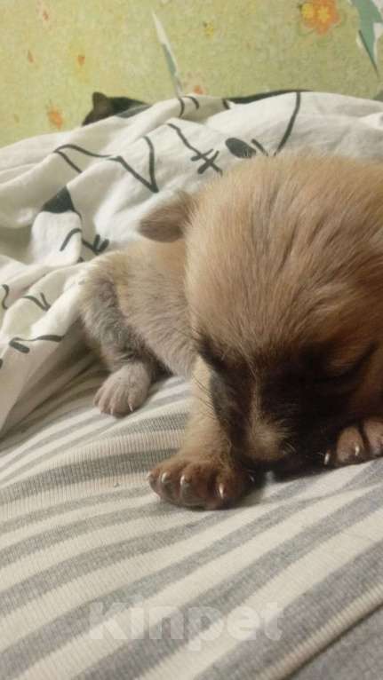 Собаки в Липецке: Отдам щенка Девочка, Бесплатно - фото 2