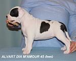 Собаки в Нижневартовске: высокопородные щенки Мальчик, Бесплатно - фото 1