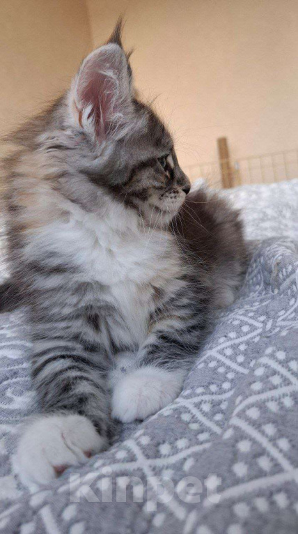 Кошки в Геленджике: Продаётся котёнок мейн-кун, девочка, редкий окрас fs 03 24, из питомника EdenLight (Геленджик) Девочка, Бесплатно - фото 8