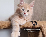 Кошки в Москве: Кот в варежках Мальчик, 30 000 руб. - фото 3