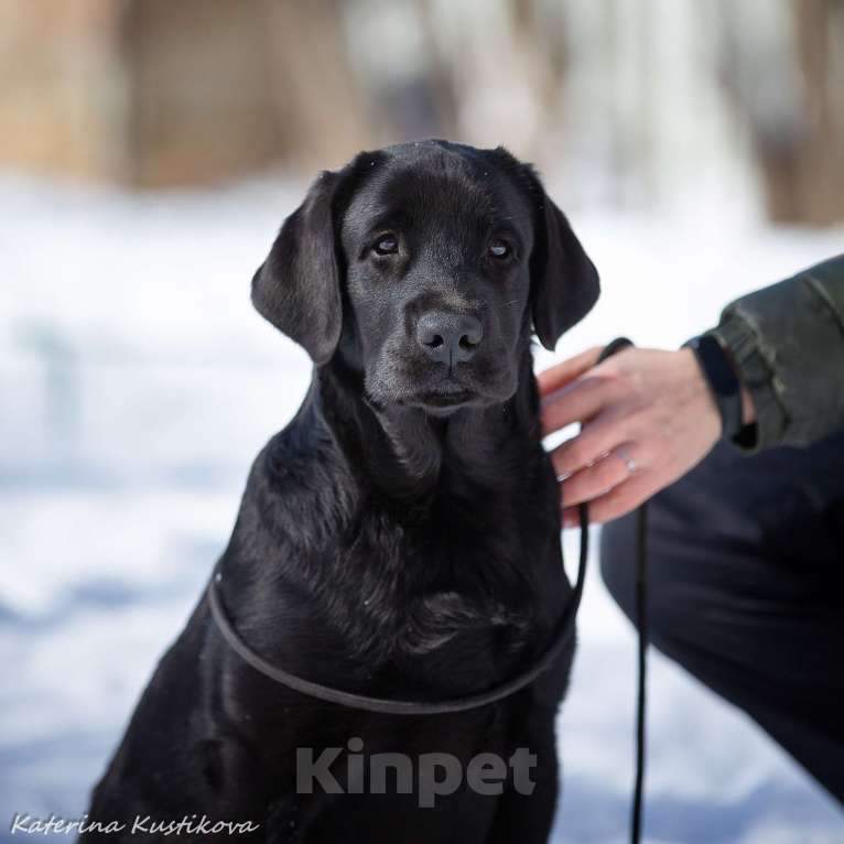 Собаки в Москве: Щенок лабрадора Мальчик, 60 000 руб. - фото 1