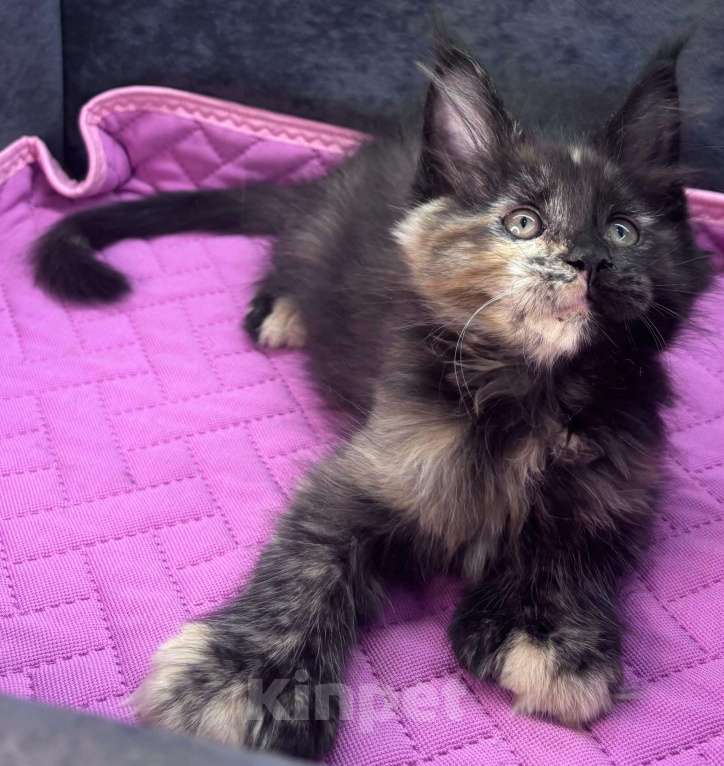 Кошки в Ростове-на-Дону: Девочка мейн-кун полидакт Мальчик, 25 000 руб. - фото 1