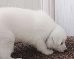 Собаки в Всеволожске: Высокопородный щенок белой швейцарской овчарки мальчик 2 Мальчик, 70 000 руб. - фото 8
