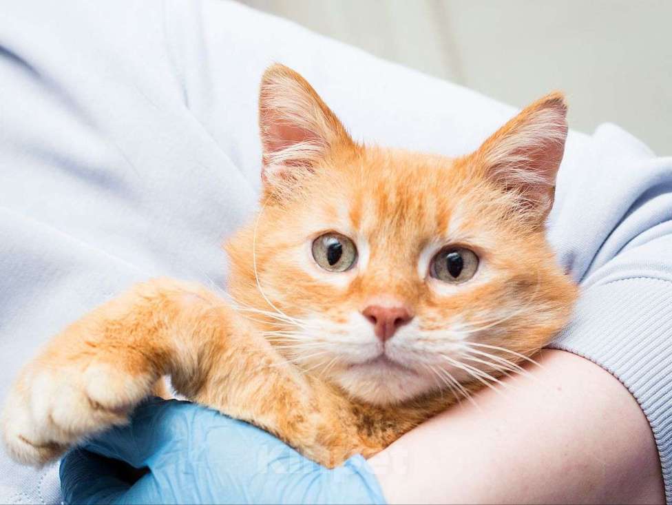 Кошки в Москве: Кот Боня ищет дом Мальчик, Бесплатно - фото 3