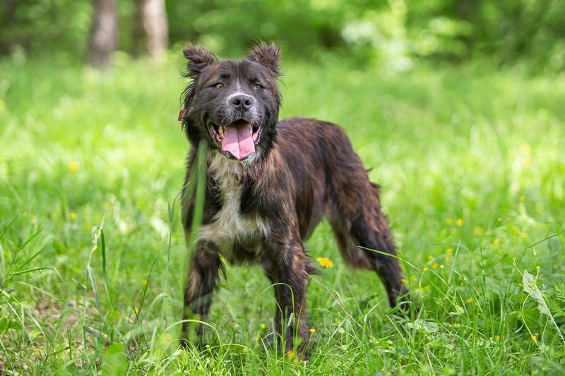 Собаки в Москве: Молодая метис леонбергера Чара в добрые руки Девочка, Бесплатно - фото 5