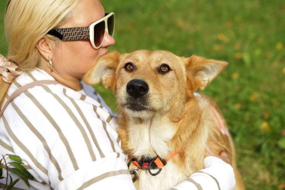 Собаки в Санкт-Петербурге: Ищем дом замечательным и неповторимым ушам Девочка, Бесплатно - фото 3