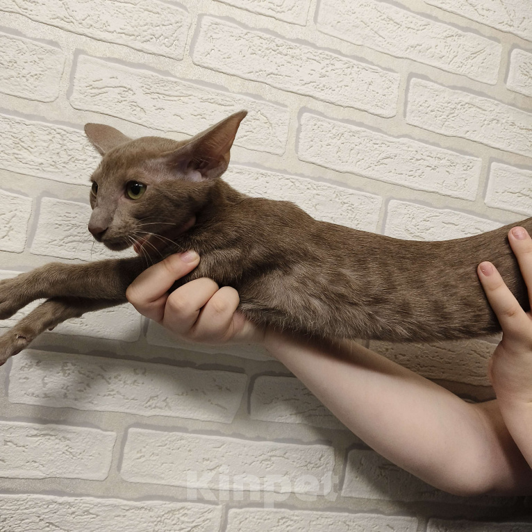Кошки в Москве: Котёнок Ориентальный. Девочка Девочка, 55 000 руб. - фото 3