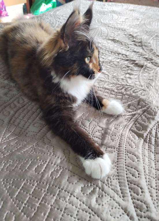 Кошки в Петрозаводске: Котята мейн-кун  Девочка, Бесплатно - фото 3