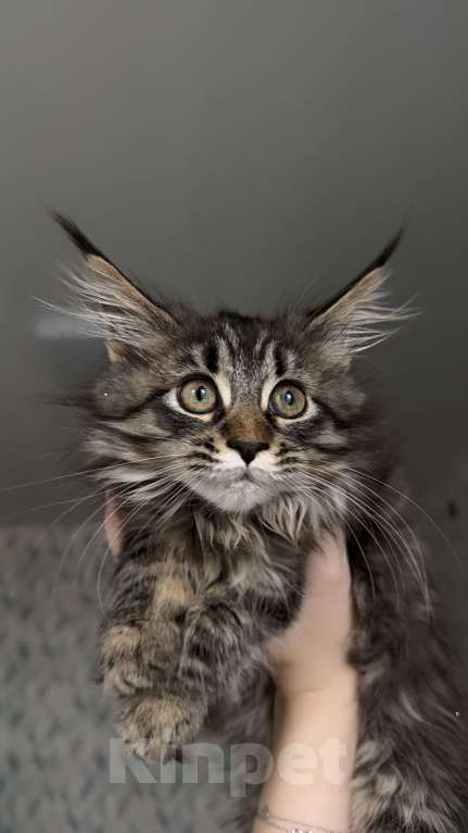 Кошки в Санкт-Петербурге: Котёнок мейн-кун Девочка, 28 000 руб. - фото 1