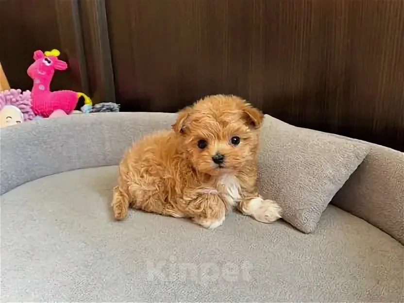 Собаки в Челябинске: Щенки мальтипу Мальчик, 35 000 руб. - фото 1