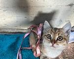 Кошки в Каменске-Уральском: Котенок бесплатно Девочка, Бесплатно - фото 3