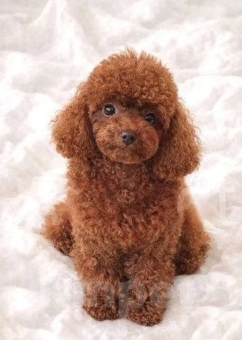 Собаки в Воронеже: Той-пудель, девочка Девочка, Бесплатно - фото 1