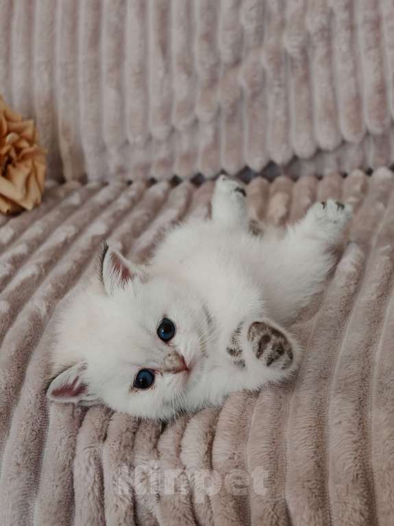 Кошки в Москве: Породистые шотландские котята Девочка, 80 000 руб. - фото 2