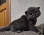 Кошки в Армавире: Продаю котят Мальчик, 5 000 руб. - фото 1