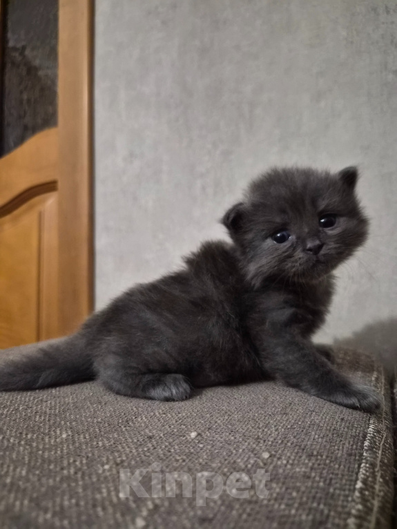 Кошки в Армавире: Продаю котят Мальчик, 5 000 руб. - фото 1